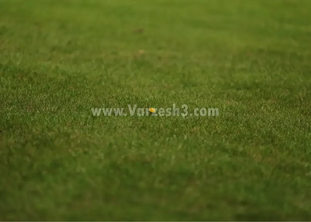 تصویر استعاری از زمین نساجی: گل می‌روید ز چمن!