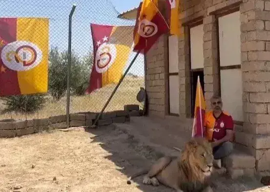 متفاوت‌ترین جشن قهرمانی با چند قلاده شیر واقعی!